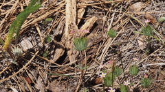 Leptosiphon ciliatus