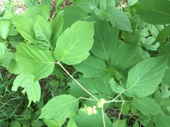 Contarinia negundinis