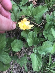 Malvastrum aurantiacum