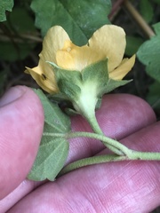 Malvastrum aurantiacum