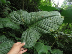 Anthurium panduriforme