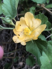 Malvastrum aurantiacum