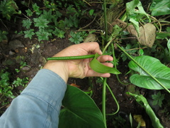 Anthurium panduriforme