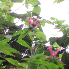 Siphocampylus longibracteolatus