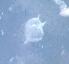 Protoperidinium depressum