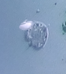 Protoperidinium depressum