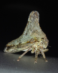 Glossonotus acuminatus