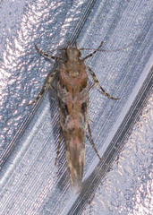 Aristotelia roseosuffusella