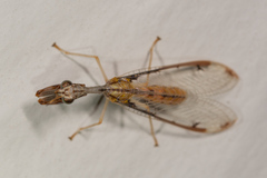 Dicromantispa interrupta