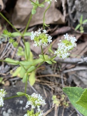 Valerianella nuttallii
