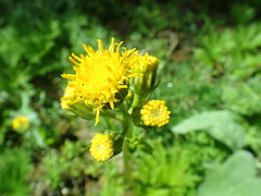 Cacaliopsis nardosmia