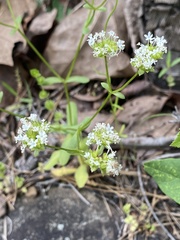 Valerianella nuttallii