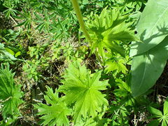 Cacaliopsis nardosmia