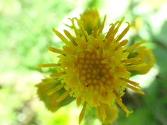 Cacaliopsis nardosmia