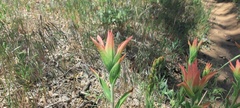 Castilleja miniata miniata