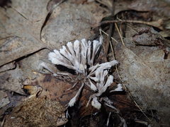 Thelephora penicillata