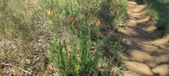 Castilleja miniata miniata