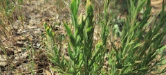 Castilleja miniata miniata