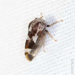 Cyrtolobus pallidifrontis