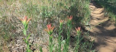 Castilleja miniata miniata