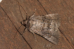 Ectopatria umbrosa