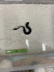 Lepidosiren paradoxa