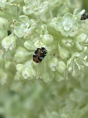 Anthrenus scrophulariae