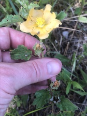 Malvastrum aurantiacum