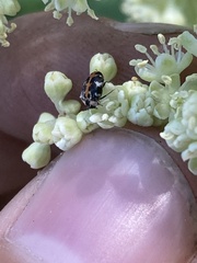 Anthrenus scrophulariae