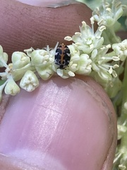 Anthrenus scrophulariae