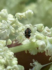 Anthrenus scrophulariae