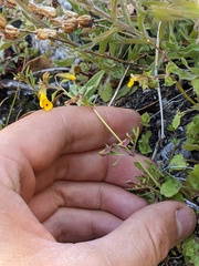 Erythranthe laciniata