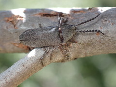 Dascillus davidsoni
