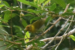 Hemithraupis ruficapilla