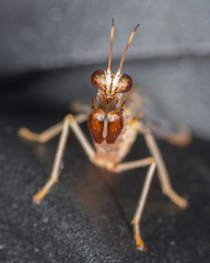 Dicromantispa interrupta