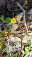 Erythranthe laciniata