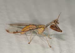 Dicromantispa interrupta