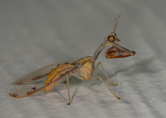 Dicromantispa interrupta