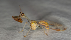 Dicromantispa interrupta