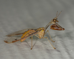 Dicromantispa interrupta