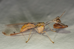 Dicromantispa interrupta