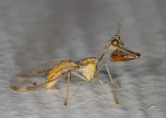 Dicromantispa interrupta