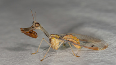 Dicromantispa interrupta