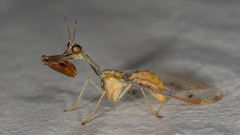 Dicromantispa interrupta