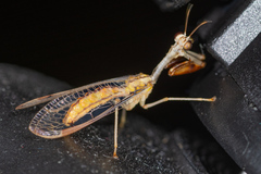 Dicromantispa interrupta