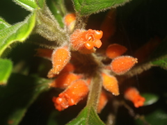 Besleria columneoides image