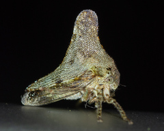 Glossonotus acuminatus