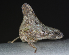 Glossonotus acuminatus