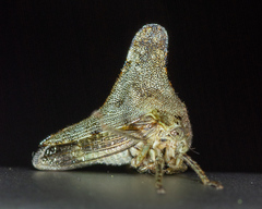 Glossonotus acuminatus