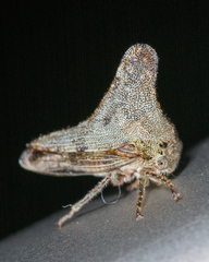 Glossonotus acuminatus